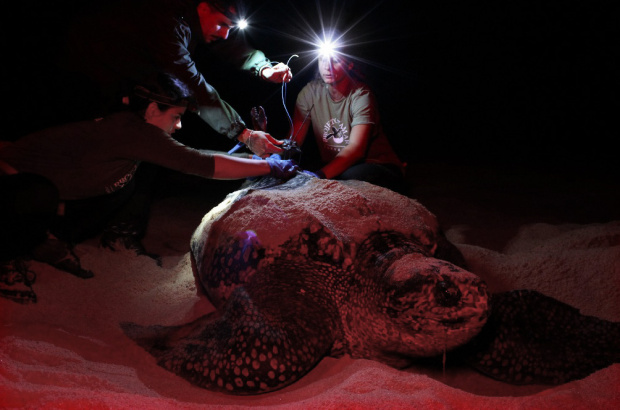 Segundo ano de monitoramento via satélite das fêmeas de tartaruga-de-couro no Espírito Santo.